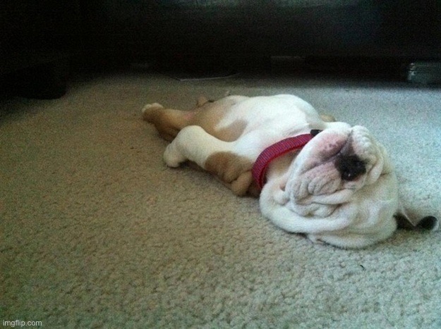 Sleeping Dog | image tagged in sleeping dog | made w/ Imgflip meme maker