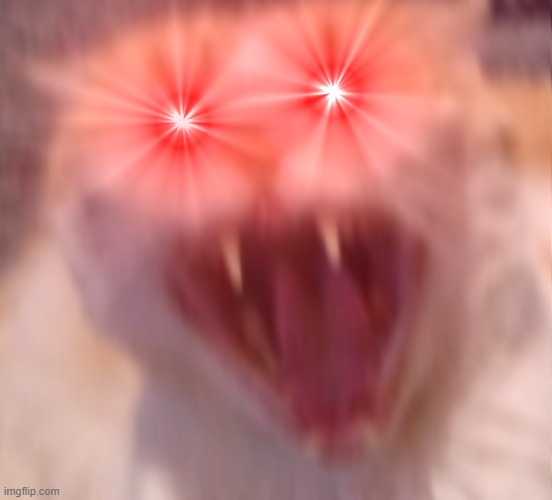 Angry cat | image tagged in angry cat | made w/ Imgflip meme maker