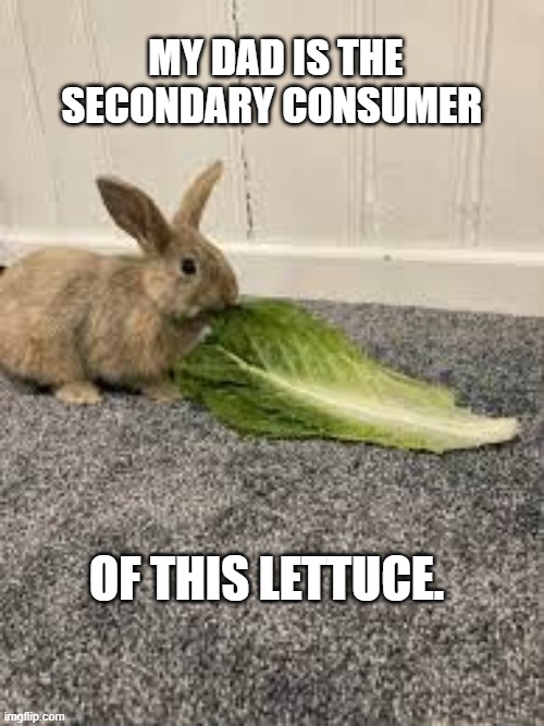 my famous dad joke (no pun intended) | MY DAD IS THE SECONDARY CONSUMER; OF THIS LETTUCE. | image tagged in dad jokes,bunneh,bad pun dog | made w/ Imgflip meme maker