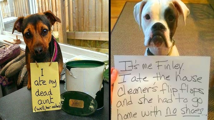 Aunt Eater | image tagged in dogs,shame,funny dogs,bad dog,funny,aunt | made w/ Imgflip meme maker