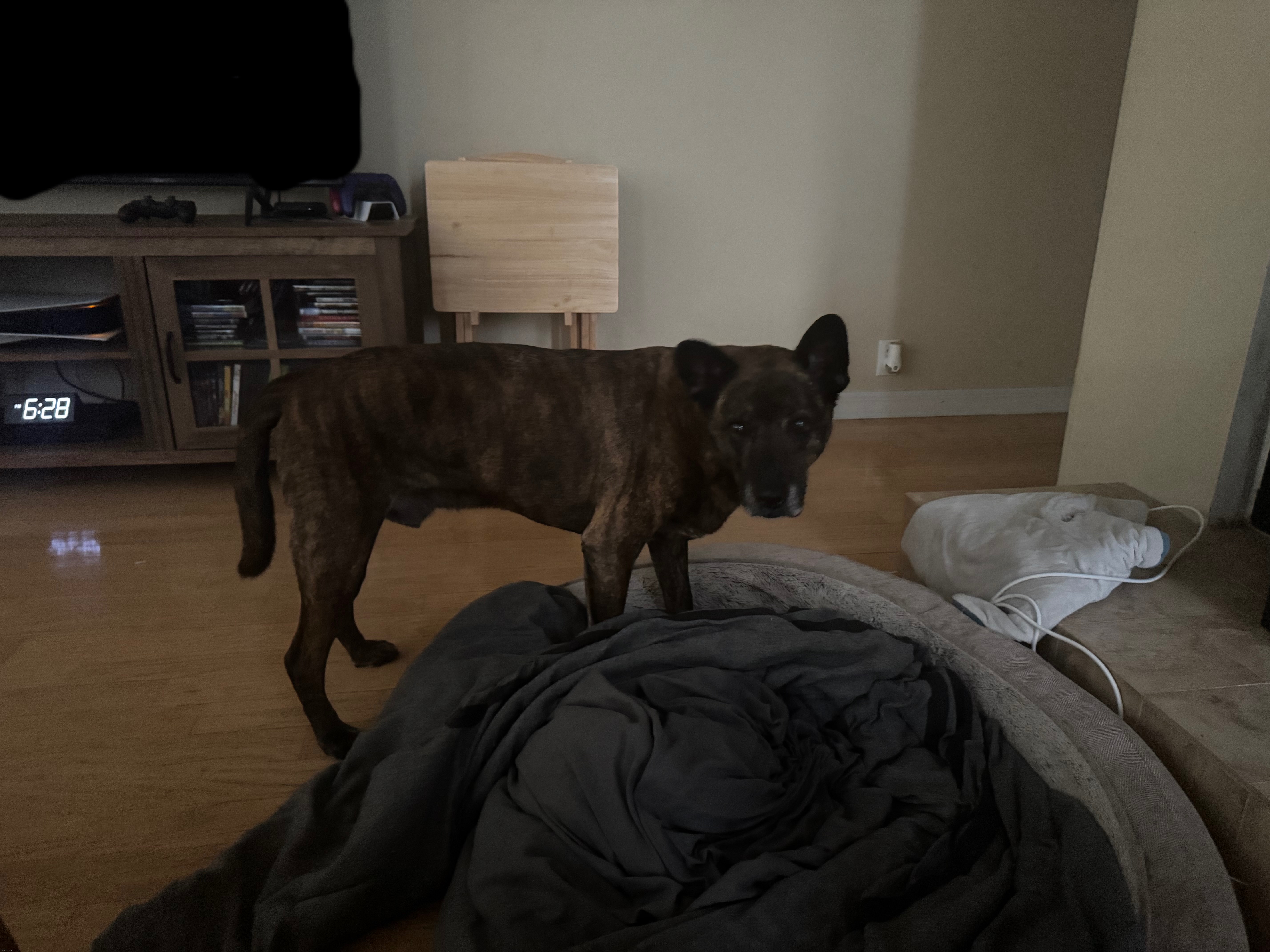 My dog is being put down tomorrow… | made w/ Imgflip meme maker