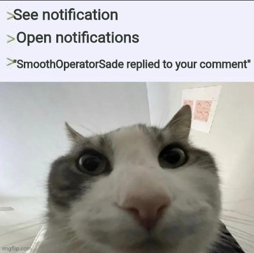 Cat looks inside | See notification; Open notifications; "SmoothOperatorSade replied to your comment" | image tagged in cat looks inside | made w/ Imgflip meme maker
