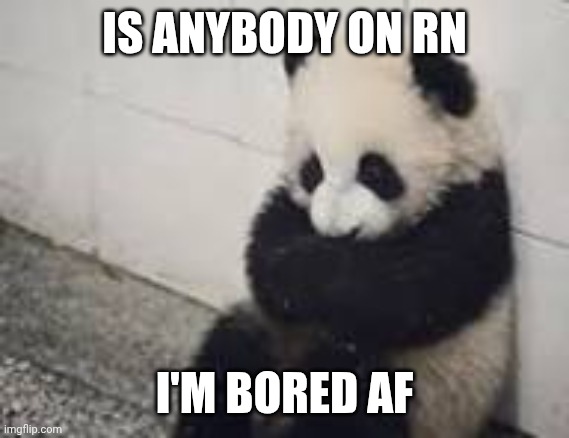 sad panda | IS ANYBODY ON RN; I'M BORED AF | image tagged in sad panda | made w/ Imgflip meme maker