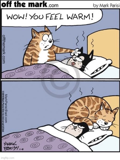 image tagged in cats,running a fever,stay warm | made w/ Imgflip meme maker