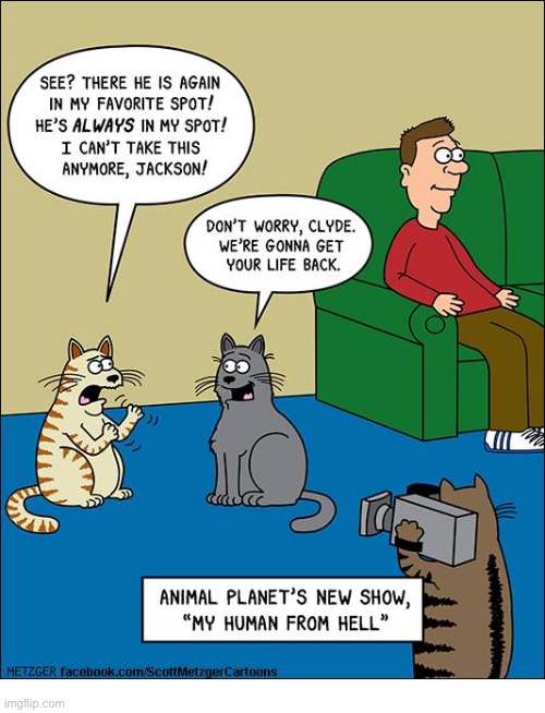 image tagged in cats,animal planet,my human from hell | made w/ Imgflip meme maker