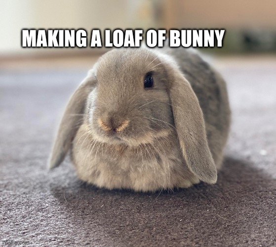 Loaf rabbit | MAKING A LOAF OF BUNNY | image tagged in rabbits,bunny | made w/ Imgflip meme maker