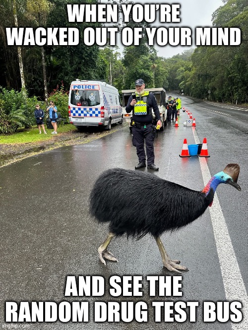 Drug test cassowary | WHEN YOU’RE WACKED OUT OF YOUR MIND; AND SEE THE RANDOM DRUG TEST BUS | image tagged in drugs,test,police,bird | made w/ Imgflip meme maker
