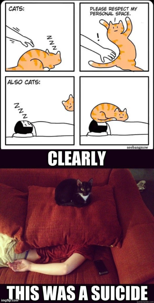 No other deduction possible | image tagged in cats,no other deduction possible | made w/ Imgflip meme maker