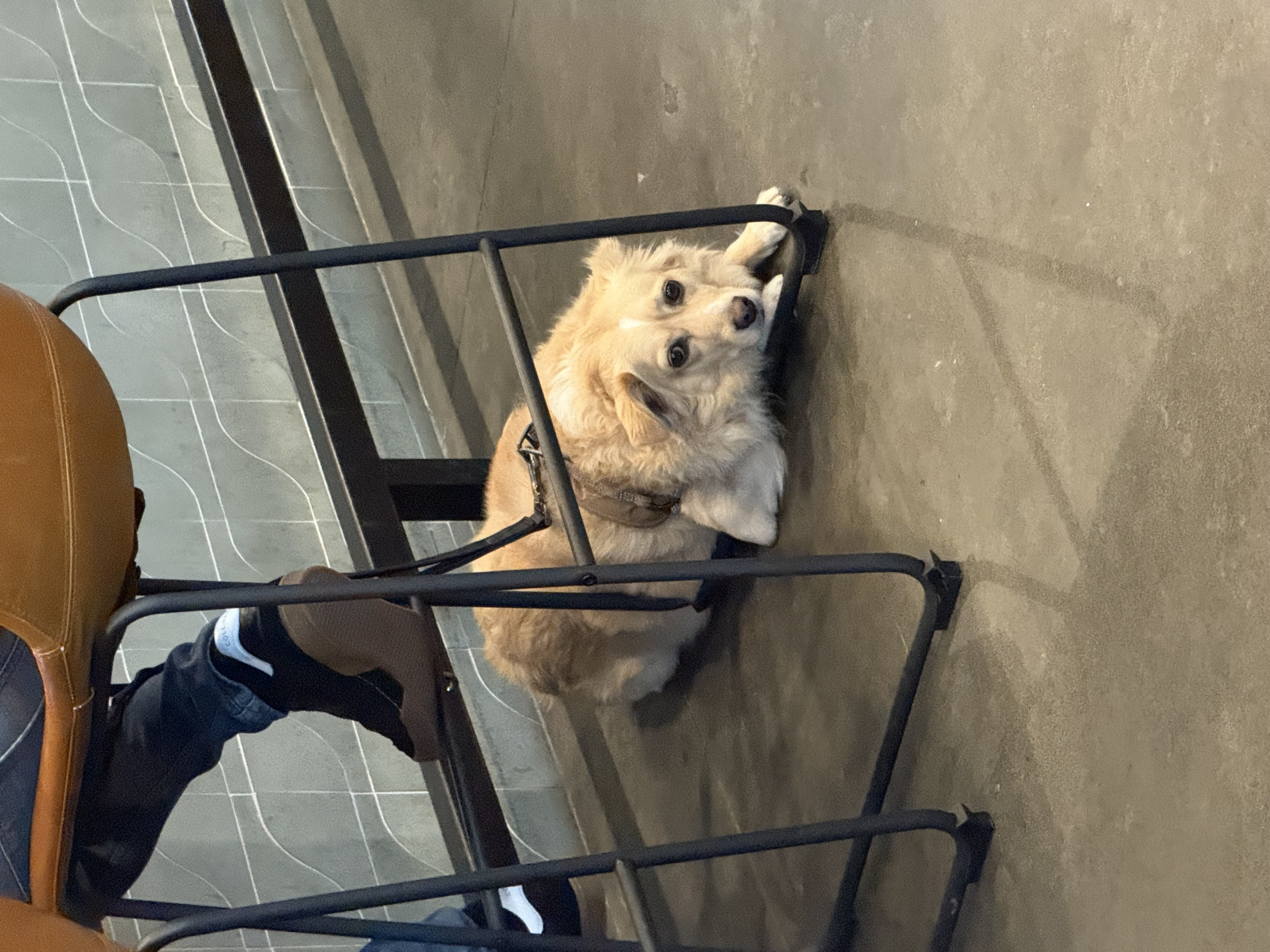 Sad Doggo Blank Meme Template