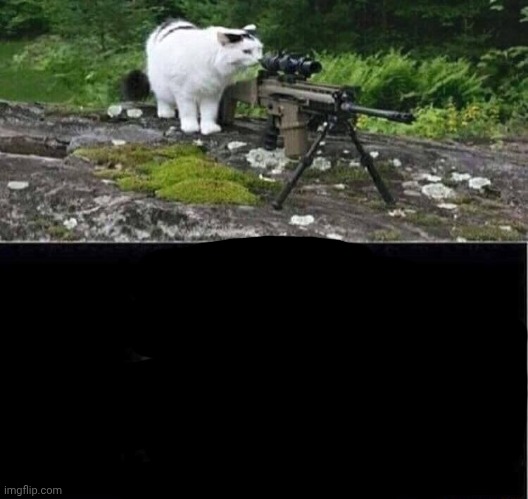 Sniper cat | image tagged in sniper cat | made w/ Imgflip meme maker