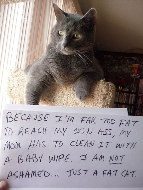 Far Too Fat | image tagged in cats,funny cat memes,fat ass,butt wipe,fat cat,shame | made w/ Imgflip meme maker