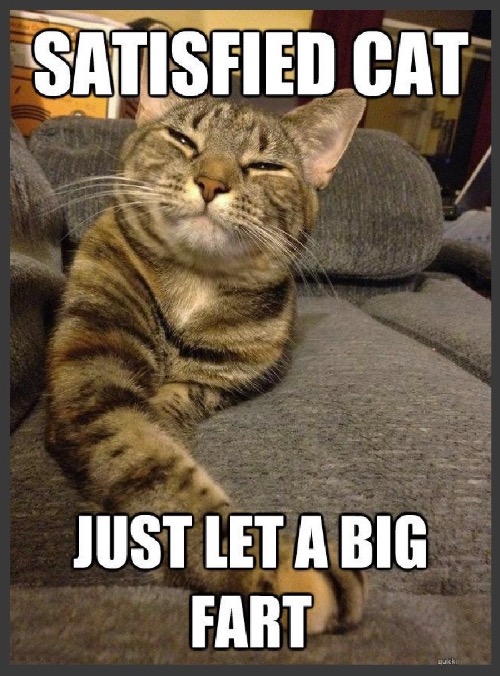 Cat Farted | image tagged in cats,funny cat memes,farted,proud,funny cats,fun | made w/ Imgflip meme maker