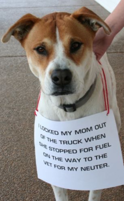 Smart One Here | image tagged in neuter,veterinarian,dogs,funny dogs,shame,smart | made w/ Imgflip meme maker