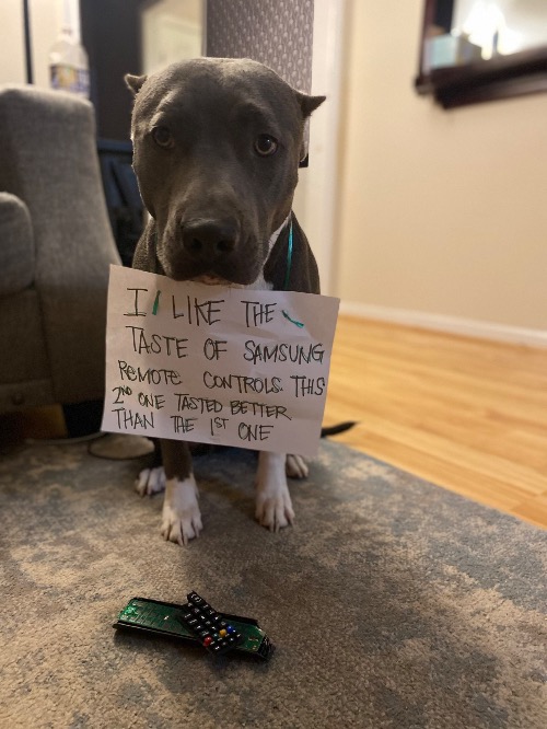 Samsung Doggo | image tagged in eating,dogs,funny dog memes,shame,bad dog,samsung | made w/ Imgflip meme maker