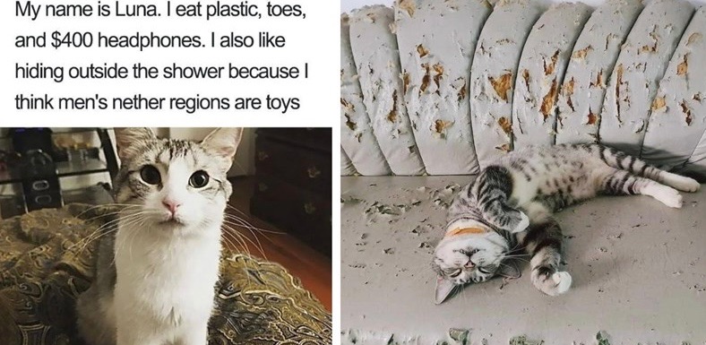 Nether Region Toys | image tagged in cats,funny cat memes,shame,nether,toys,hilarious | made w/ Imgflip meme maker