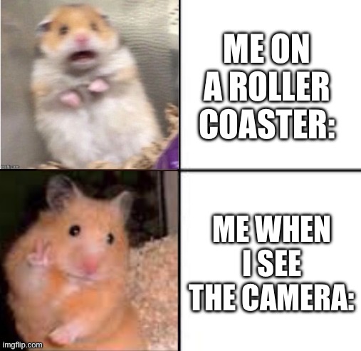 AHHHHHHHHHHHH- oh hi -AAAAAAAAAAAAHHHHHHHHHHHHH | ME ON A ROLLER COASTER:; ME WHEN I SEE THE CAMERA: | image tagged in scared hamster,roller coaster,funny,memes,relatable,oh wow are you actually reading these tags | made w/ Imgflip meme maker