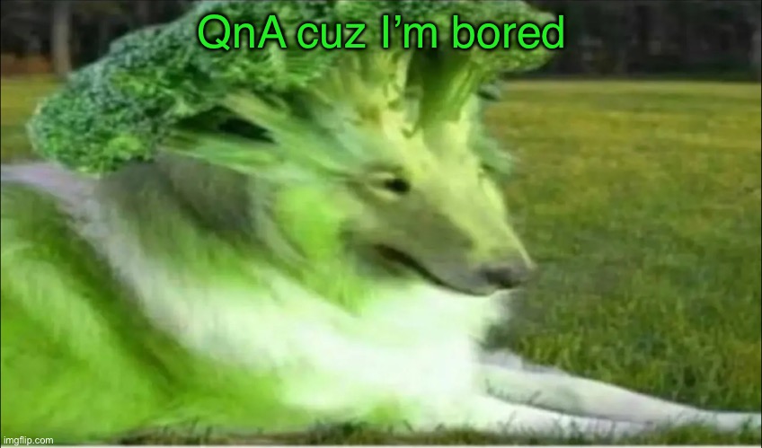 Broco dogo | QnA cuz I’m bored | image tagged in broco dogo | made w/ Imgflip meme maker
