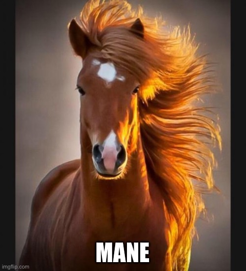 Horse | MANE | image tagged in horse | made w/ Imgflip meme maker