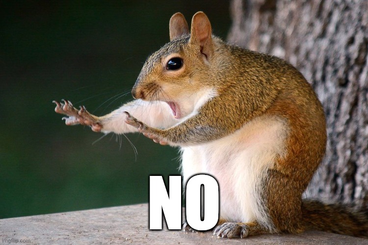 Squirrel no | NO | image tagged in squirrel no | made w/ Imgflip meme maker