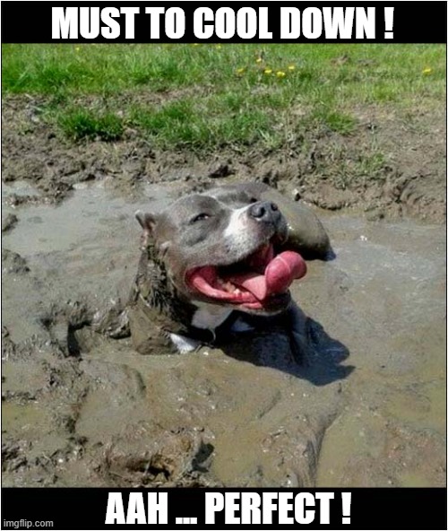Another Hot Day ! | MUST TO COOL DOWN ! AAH ... PERFECT ! | image tagged in dogs,too hot,cool,mud | made w/ Imgflip meme maker