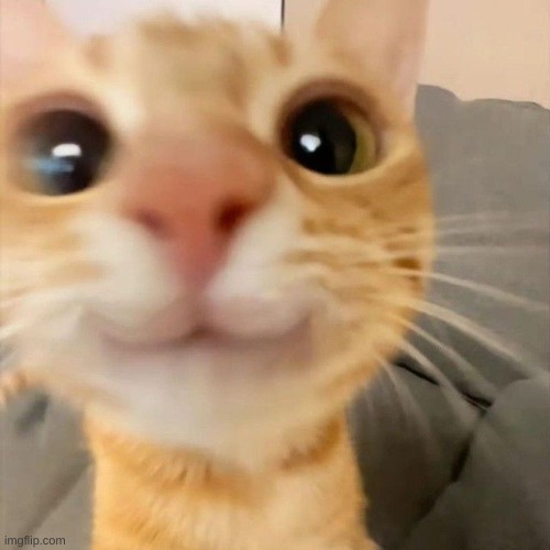 just a wholesome post about Jimbob | image tagged in cute,cat,cute cat | made w/ Imgflip meme maker