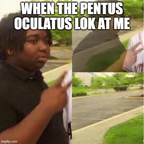 WHEN THE PENTUS OCULATUS LOK AT ME | image tagged in disappearing | made w/ Imgflip meme maker