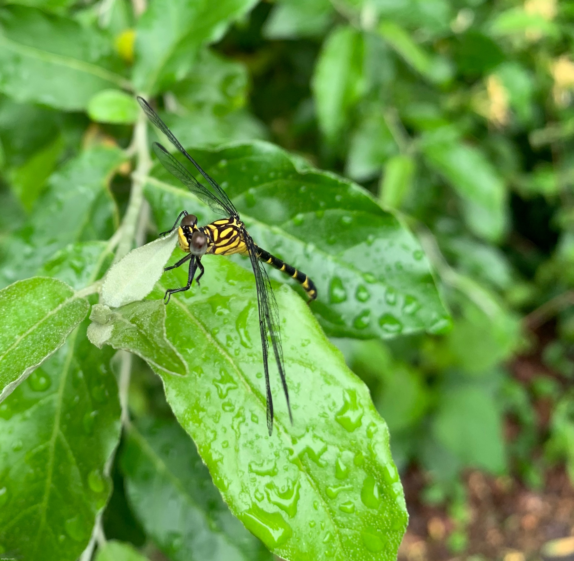 Cutie | made w/ Imgflip meme maker