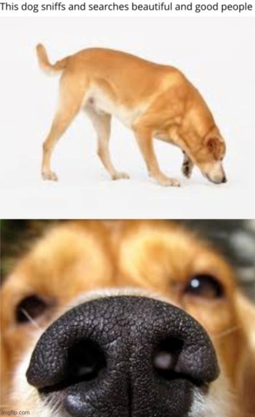 image tagged in imgflip,dog,have a good day | made w/ Imgflip meme maker