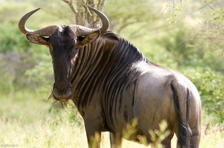 Wildebeest | image tagged in wildebeest | made w/ Imgflip meme maker