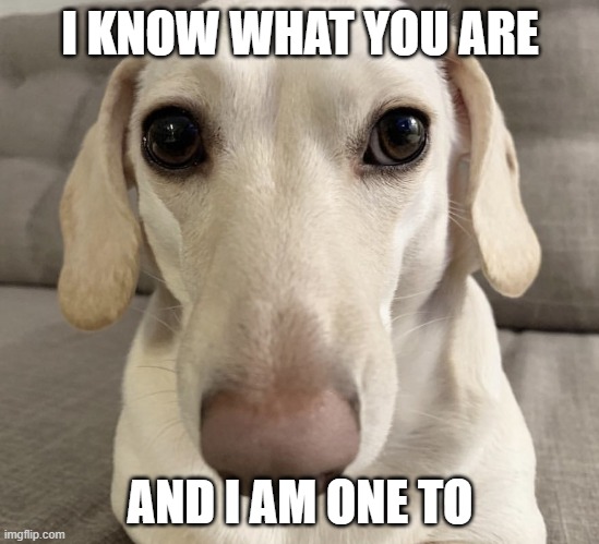 I KNOW WHAT YOU ARE AND I AM ONE TO | image tagged in homophobic dog | made w/ Imgflip meme maker