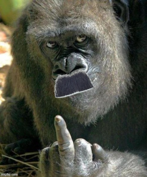 gorilla middle finger | image tagged in gorilla middle finger | made w/ Imgflip meme maker