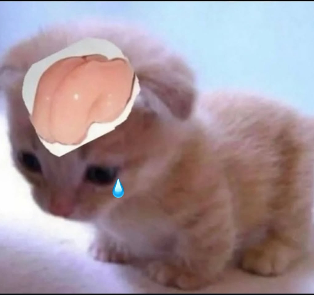 Smooth brain cat Blank Meme Template