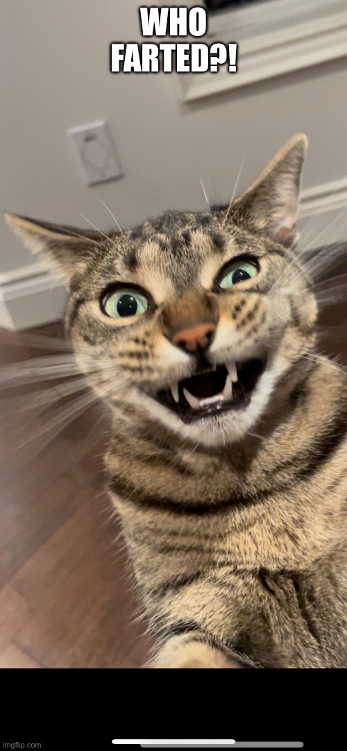 Who Farted?! | WHO FARTED?! | image tagged in fun,memes,funny,relatable,funny cats,fart jokes | made w/ Imgflip meme maker