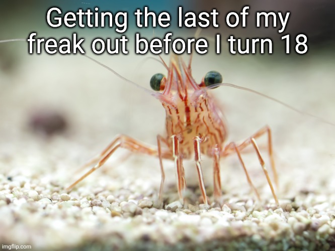 shrimp | Getting the last of my freak out before I turn 18 | image tagged in shrimp | made w/ Imgflip meme maker