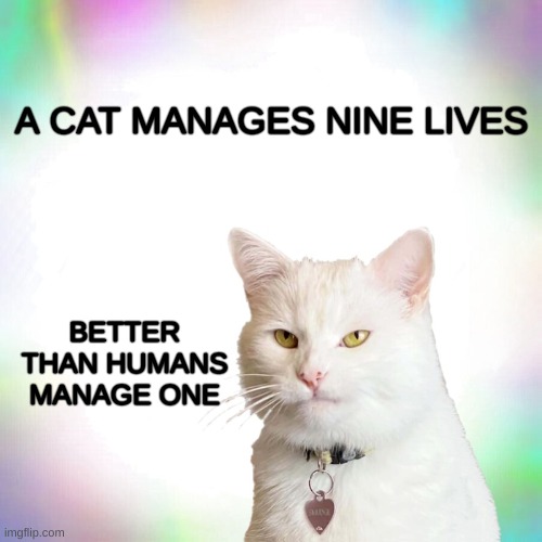 Life | A CAT MANAGES NINE LIVES; BETTER THAN HUMANS MANAGE ONE | image tagged in smudge the cat,real life,99 level of stress,management,humanity,oh the humanity | made w/ Imgflip meme maker