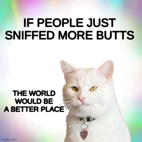 SNIFF! | IF PEOPLE JUST SNIFFED MORE BUTTS; THE WORLD WOULD BE A BETTER PLACE | image tagged in smudge the cat,sniff,butts,the most interesting cat in the world,still a better love story than twilight | made w/ Imgflip meme maker