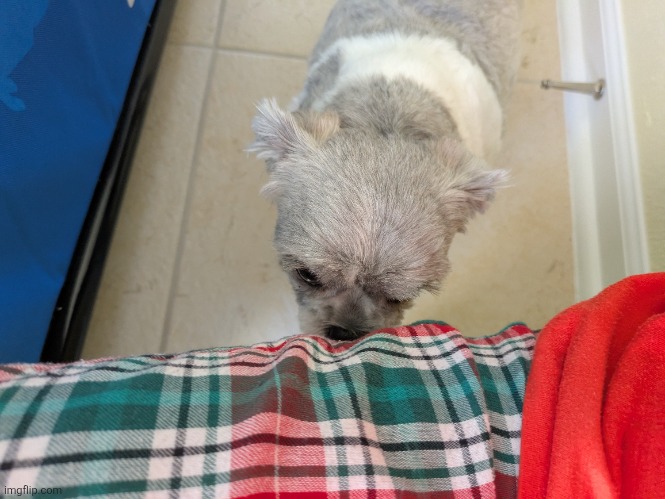 dawg what | made w/ Imgflip meme maker