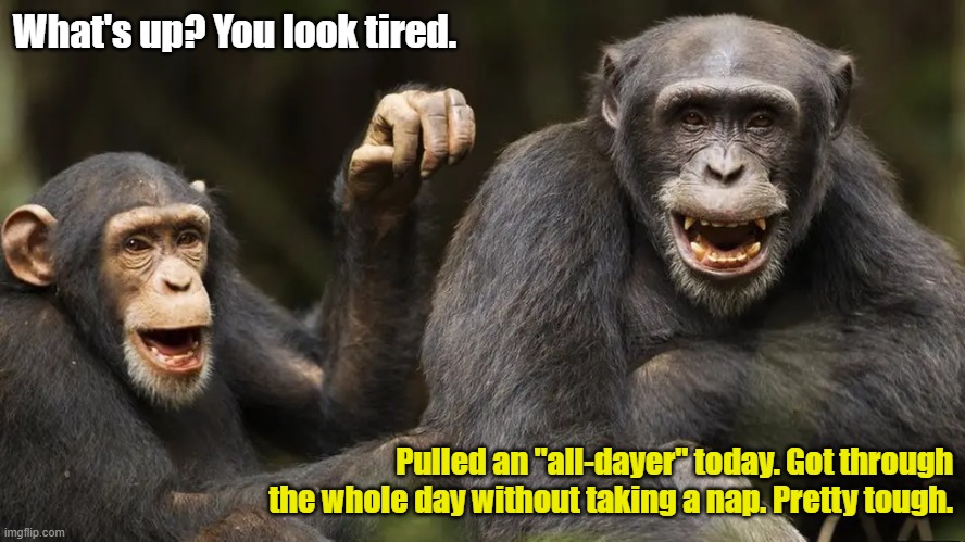 Monkey discussion | What's up? You look tired. Pulled an "all-dayer" today. Got through the whole day without taking a nap. Pretty tough. | image tagged in funny animals | made w/ Imgflip meme maker