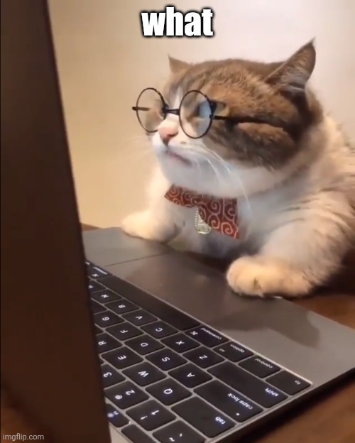 what | image tagged in research cat | made w/ Imgflip meme maker