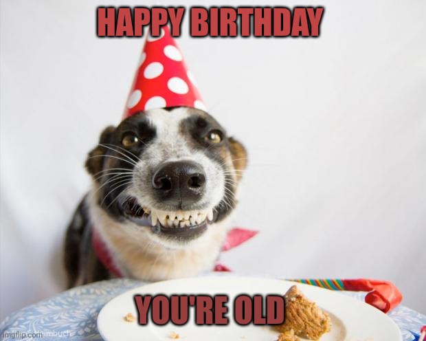 Happy birthday! | HAPPY BIRTHDAY; YOU'RE OLD | image tagged in birthday dog | made w/ Imgflip meme maker