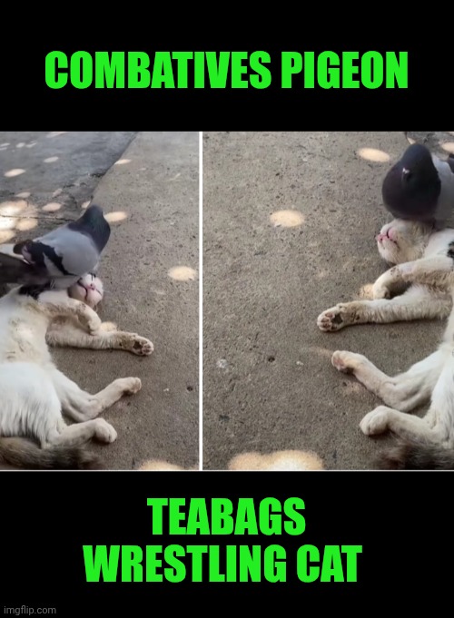 Funny | COMBATIVES PIGEON; TEABAGS WRESTLING CAT | image tagged in funny,combat,wrestling,pigeon,cat,tea | made w/ Imgflip meme maker