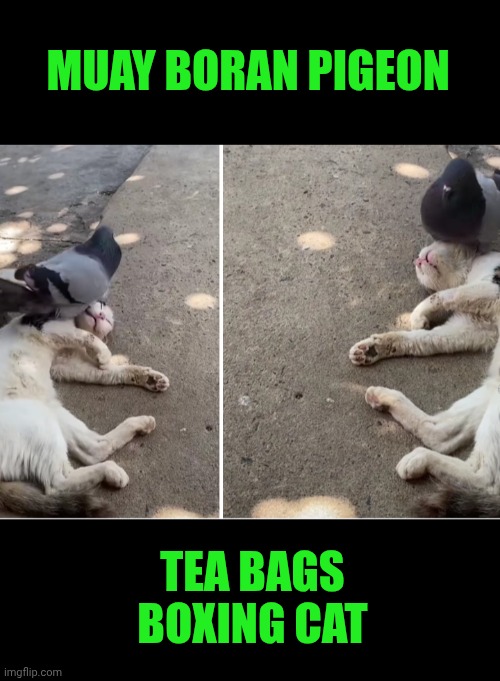 Funny | MUAY BORAN PIGEON; TEA BAGS BOXING CAT | image tagged in funny,thai,fighter,dunk,boxer,balls | made w/ Imgflip meme maker