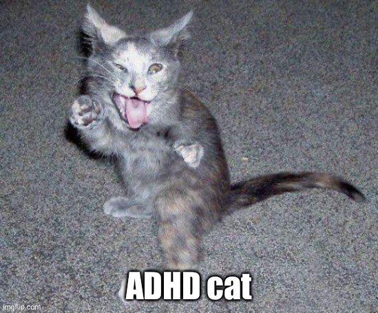 ADHD Cat | ADHD cat | image tagged in adhd cat | made w/ Imgflip meme maker