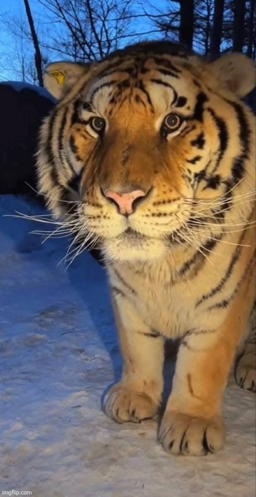 Giant realistic flying tiger: | image tagged in look at this gent | made w/ Imgflip meme maker