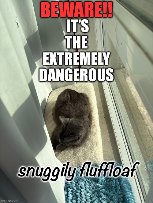 Snuggily fluffloaf | BEWARE!! IT’S THE
EXTREMELY
DANGEROUS; snuggily fluffloaf | image tagged in cats,funny cats,lolcats,fun | made w/ Imgflip meme maker