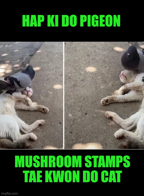 Funny | HAP KI DO PIGEON; MUSHROOM STAMPS TAE KWON DO CAT | image tagged in funny,korea,martial arts,pigeon,cat,mushroom | made w/ Imgflip meme maker