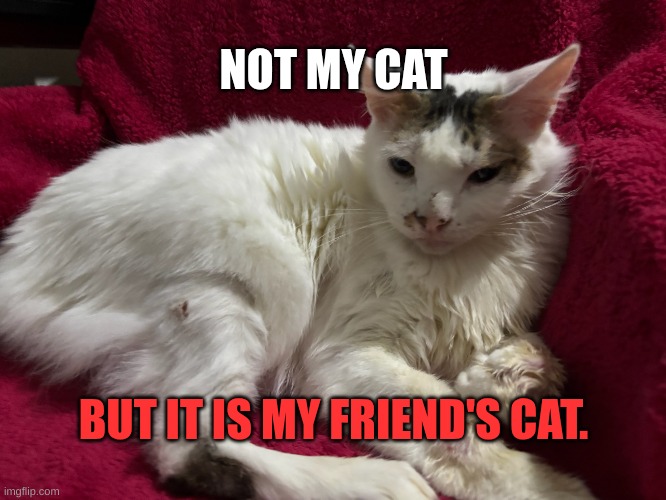 NOT MY CAT; BUT IT IS MY FRIEND'S CAT. | image tagged in cats,cat | made w/ Imgflip meme maker