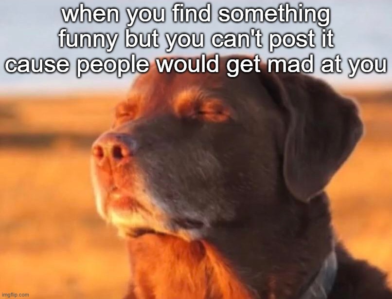 h | when you find something funny but you can't post it cause people would get mad at you | image tagged in dog accepting fate | made w/ Imgflip meme maker