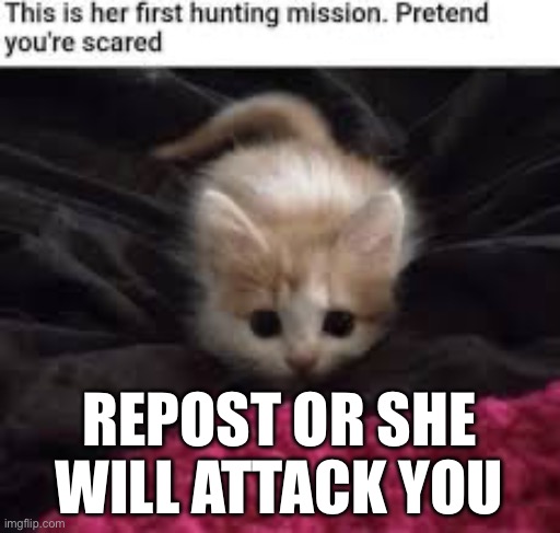 To Fullscreen: THIS is the chain I want! | REPOST OR SHE WILL ATTACK YOU | made w/ Imgflip meme maker