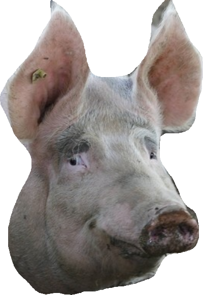 Pig Blank Meme Template